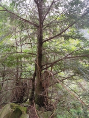 Tsuga chinensis