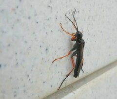 Tenthredo atra