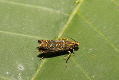 Hilarographa ribbei