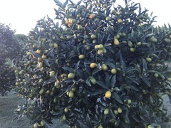 Citrus japonica