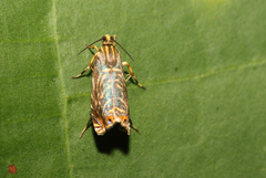 Hilarographa ribbei