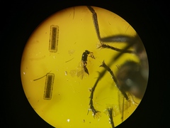 Platygastridae