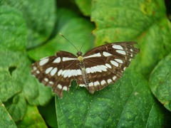 Neptis hylas