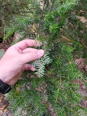 Tsuga chinensis