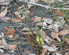 Conostylis serrulata