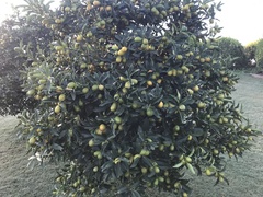 Citrus japonica