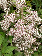 Spiraea formosana