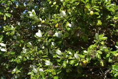 Olearia traversiorum