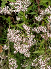 Spiraea formosana