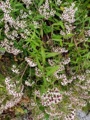 Spiraea formosana