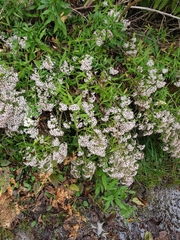 Spiraea formosana