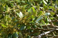 Olearia traversiorum