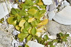 Lobelia anceps