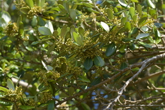 Olearia traversiorum