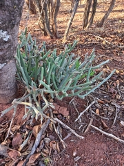 Kleinia longiflora