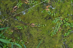 Epilobium nummulariifolium