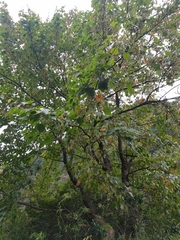 Acer morrisonense