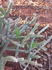 Kleinia longiflora