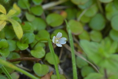 Epilobium nummulariifolium