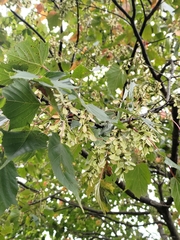 Acer morrisonense