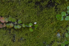 Epilobium nummulariifolium