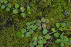 Epilobium nummulariifolium
