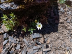 Cerastium morrisonense