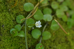 Epilobium nummulariifolium