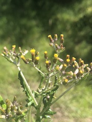 Senecio glomeratus
