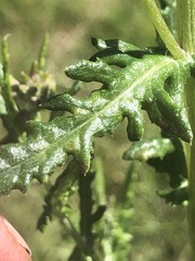 Senecio glomeratus