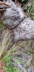Hakea gibbosa