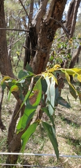 Eucalyptus dives