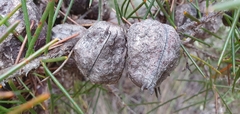Hakea gibbosa