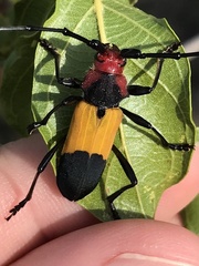 Purpuricenus laetus