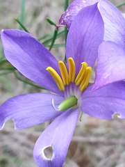 Cheiranthera alternifolia