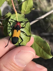 Purpuricenus laetus