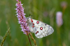 Parnassius apollo