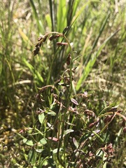 Gonocarpus tetragynus