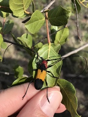 Purpuricenus laetus