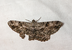 Peribatodes umbraria