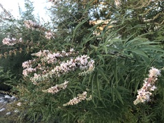 Vitex agnus-castus