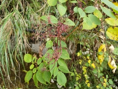 Aralia cordata