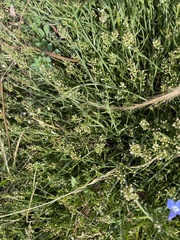 Thesium frisea