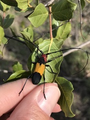 Purpuricenus laetus