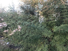 Vitex agnus-castus