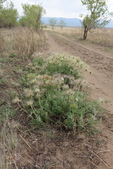 Pulsatilla turczaninovii