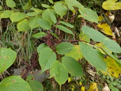 Aralia cordata