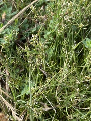Thesium frisea