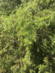 Acacia verticillata