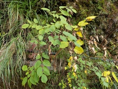 Aralia cordata